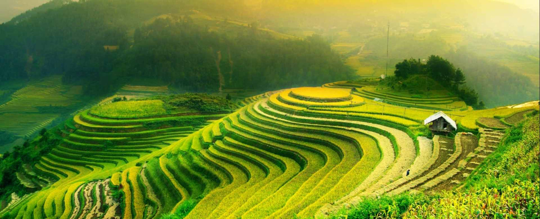 Vietnamesisches Reisfeld