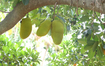 Jackfruit - a true all-rounder substitute product
