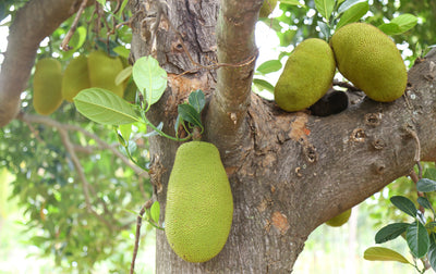 Jackfruit - the sustainable vegan meat substitute product