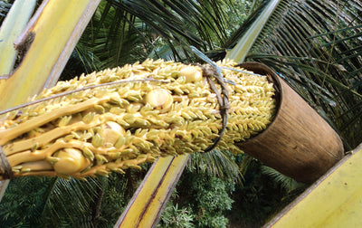 Health and coconut blossom sugar