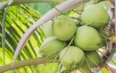 Java Kiss coconut blossom sugar