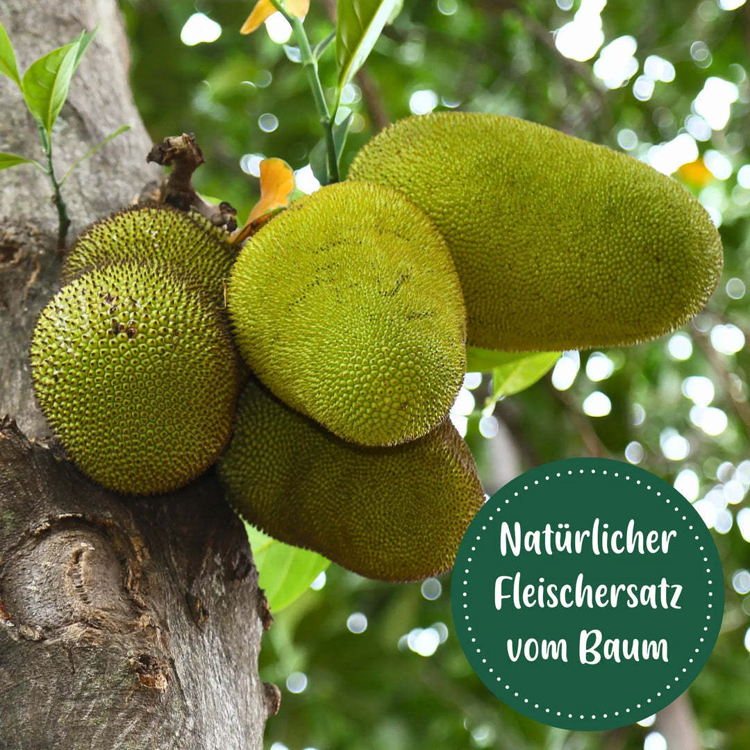 Fleischersatz Jacks Fruchtfleisch 6er-Pack Grüne Jackfrucht