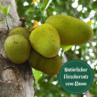 Jackfruit natur im Großgebinde