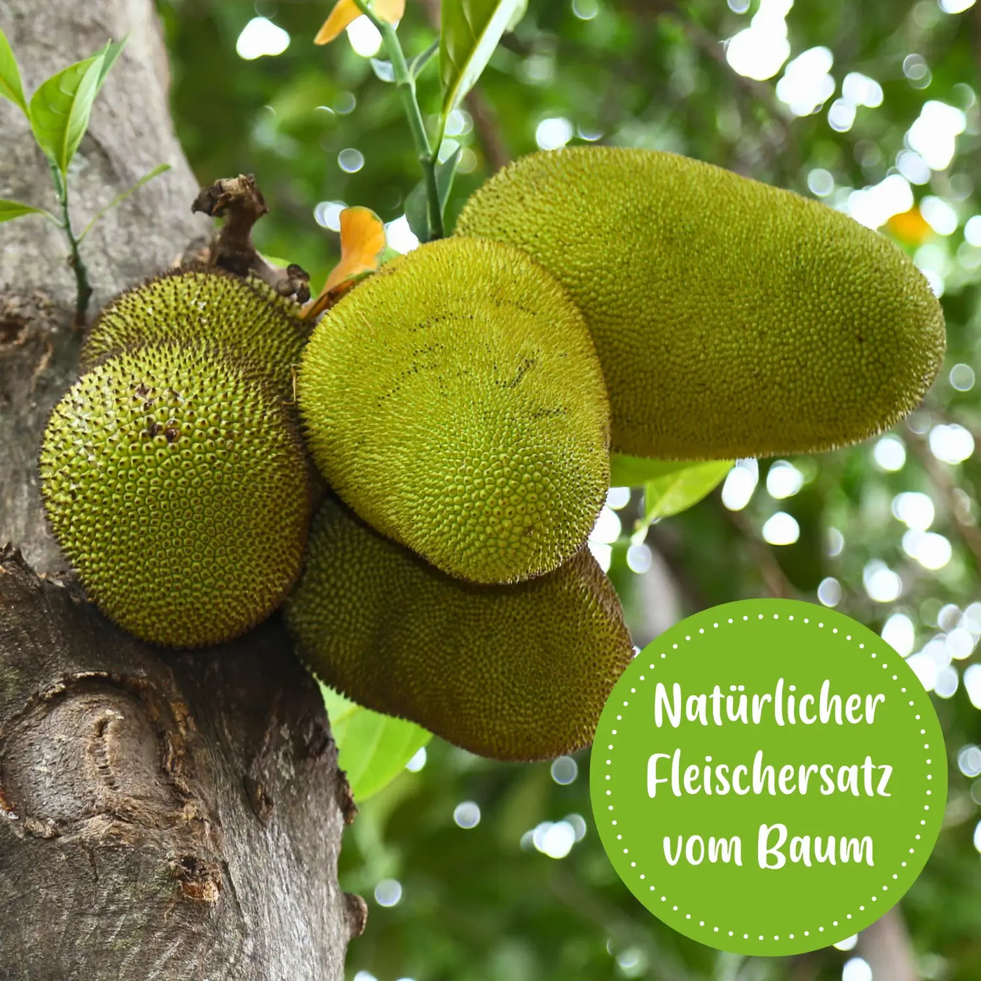 Die Jackfruit ist ein natürlicher Fleischersatz direkt vom Baum