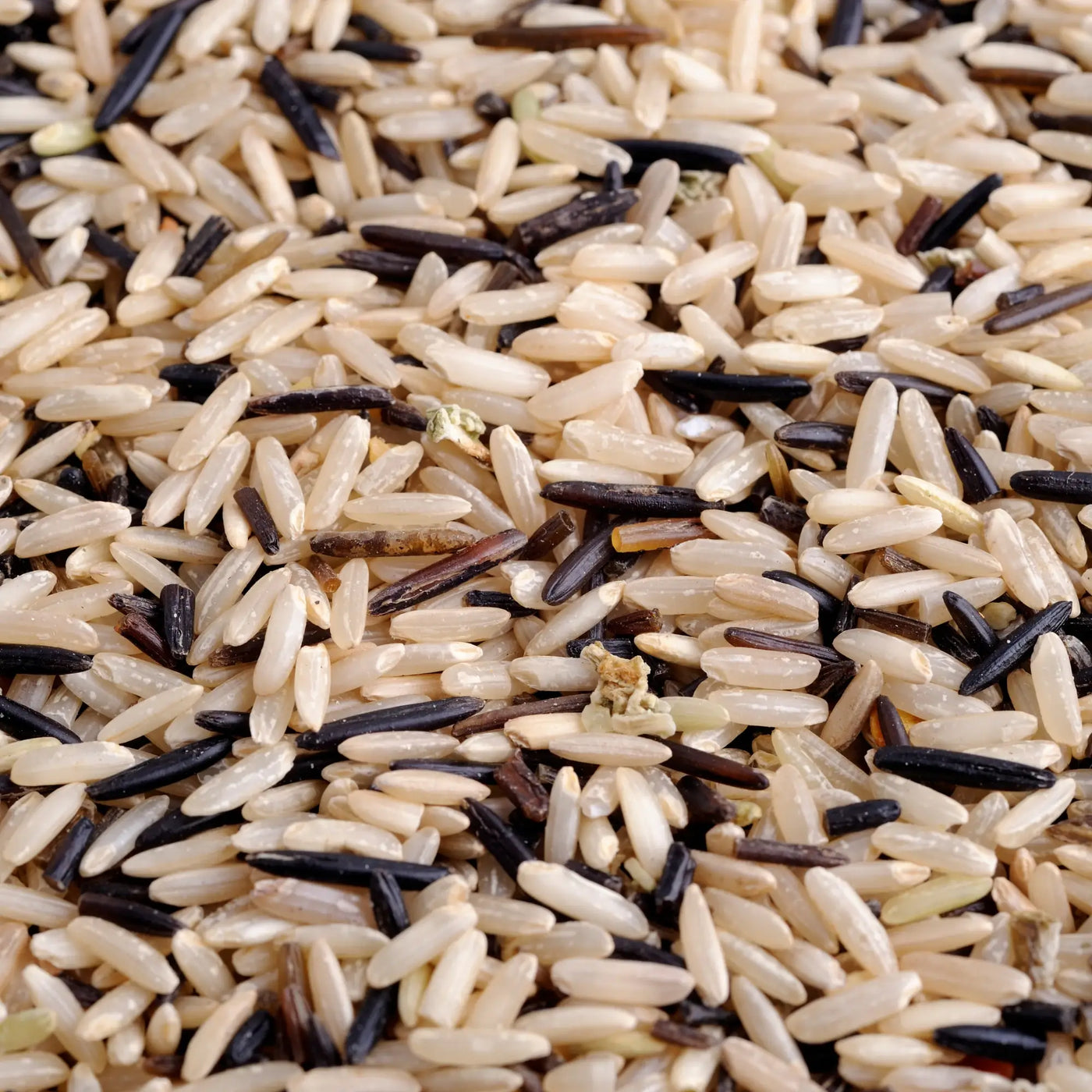Reiskörner der Bio Wildreis Basmati Reis Mischung von Lotao